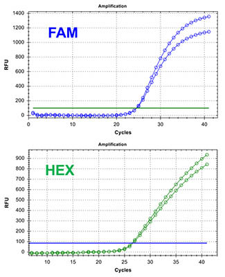 Chlamydia/Neisseria gonorrhoeae TaqMan PCR Kit Figure 3