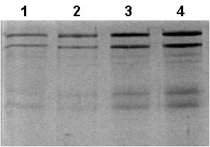 Figure 7. Concentration of Urine Proteins