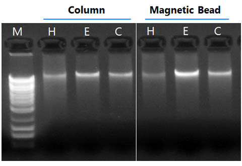 Figure 15. DNA Isolated from Blood Preserved in 3 Different Anticoagulants