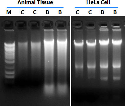 Figure 5. Resolution of DNA isolated from Animal Tissue (beef) and HeLa Cells