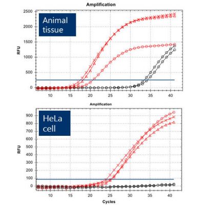 Figure 7. High Quality DNA confirmed by Real-time PCR