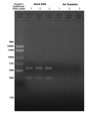 Amplicons generated by ITS1 amplicon primers, cleaned and run on a 2% agarose gel.