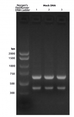 Libraries generated by indexing PCR, cleaned and run on a 2% agarose gel.