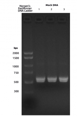 Figure 2. Libraries generated by indexing PCR, cleaned and run on a 2% agarose gel.