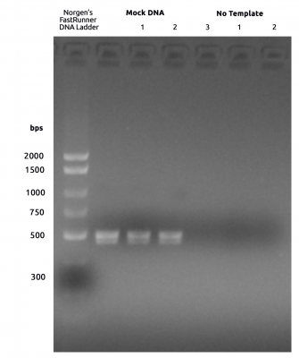 Figure 1. Amplicons generated by ITS2 amplicon primers, cleaned and run on a 2% agarose gel.