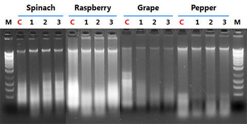 Figure 3. DNA isolated from four different plant species 