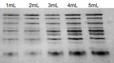 Figure 5. Purification of Total Proteins