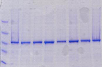 Figure 1.  Isolation of Acidic Recombinant Proteins 