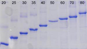 Figure 3.  Efficient Isolation of Inclusion Body Proteins  