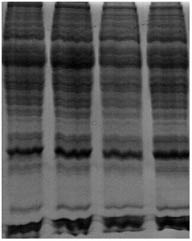 RNA/Protein Purification Plus Kit Figure 2