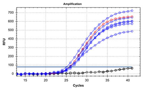 Figure 3. High DNA Quality confirmed by Real-time PCR.