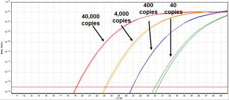 Salmonella enterica Quantified Bacterial DNA Standard Kit Figure 1