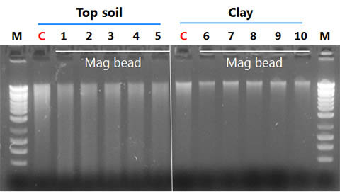 Figure 1. DNA isolated from high humic acid (top soil) and regular soil (clay)