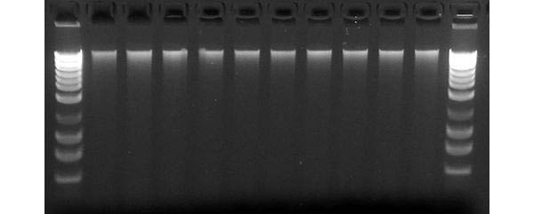 Figure 1.  Consistent Yield of High Quality DNA