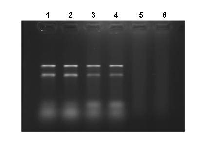 Soil Total RNA Purification Kit Figure 1