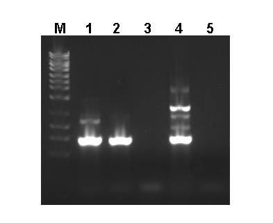 Soil Total RNA Purification Kit Figure 2