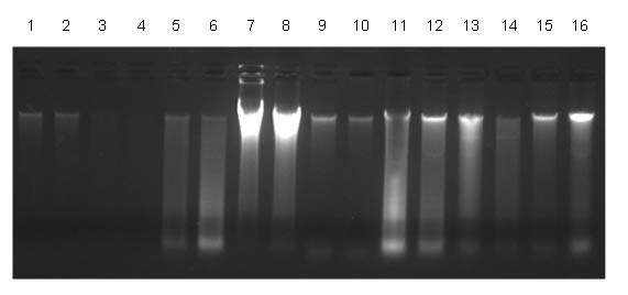 Figure 1. Consistent Isolation of Sputum DNA