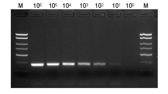 Figure 3. Highly Sensitive Isolation of Viral DNA